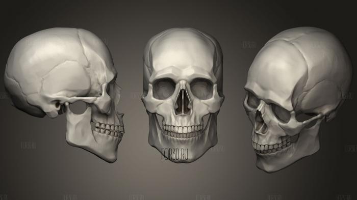 Head Study Skull stl model for CNC